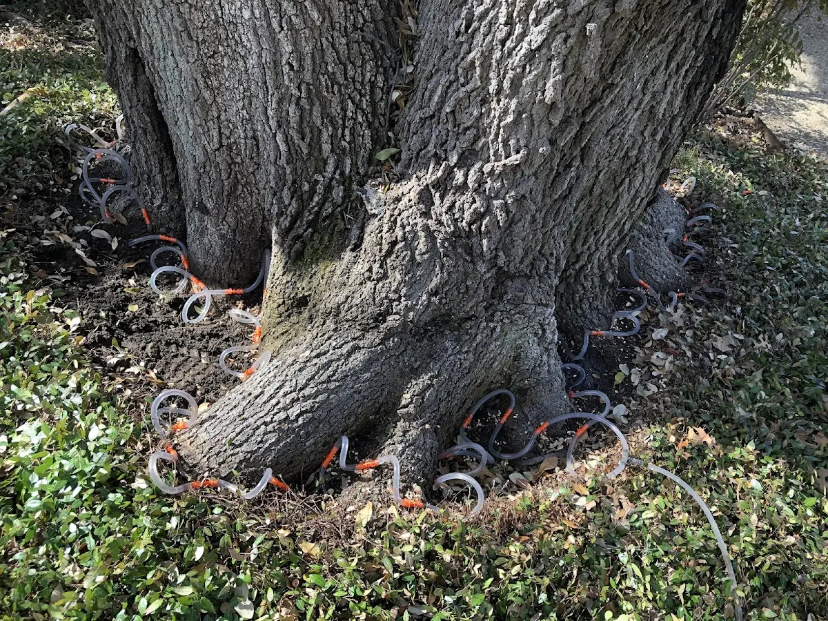 Detailed Tree Cabling and Bracing job site in Cartersville